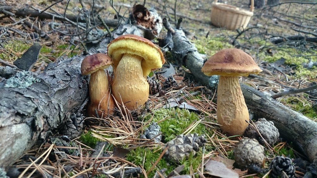 Nowy grzyb w polskich lasach. Grzybiarze wniebowzięci. Leśnicy ostrzegają