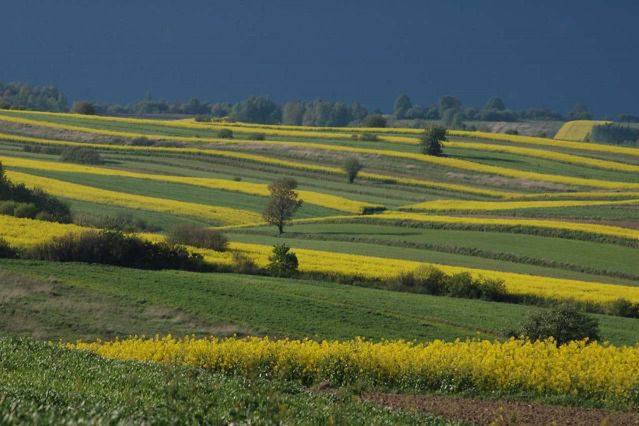 Ogromne starty polskich rolników