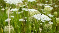 Aminek egipski - właściwości, wskazania, przeciwwskazania, gdzie kupić?