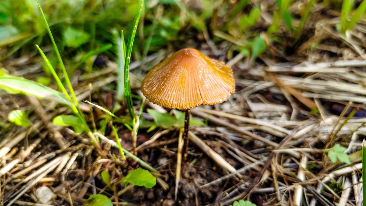 Stożkówka cienkotrzonowa może doprowadzić do śmierci.