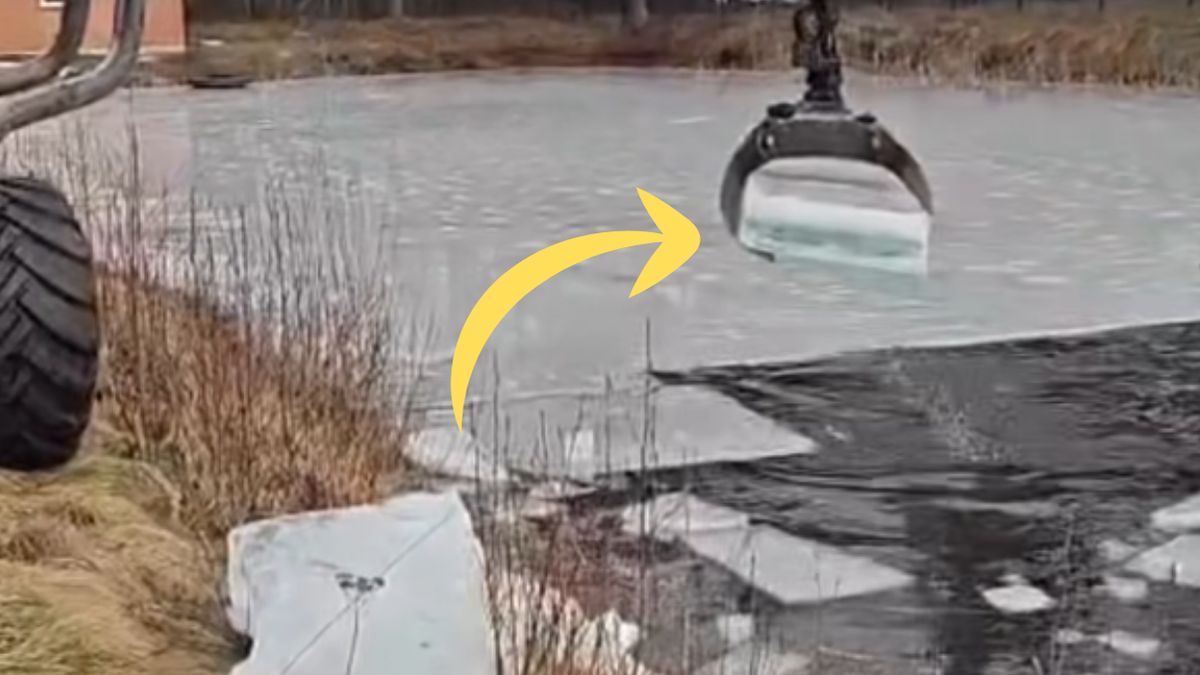  Tak Lasy państwowe ratują sadzonki