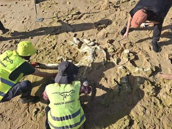 Sztormy odsłoniły kości. Mają 10 mln lat