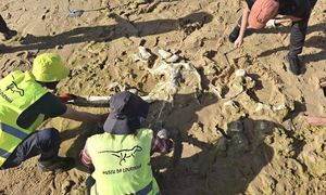 Sztormy odsłoniły kości. Mają 10 mln lat