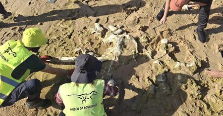 Sztormy odsłoniły kości. Mają 10 mln lat