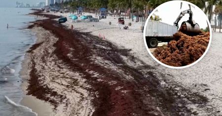 Tak wyglądają plaże w USA. 33 ton glonów nad oceanem