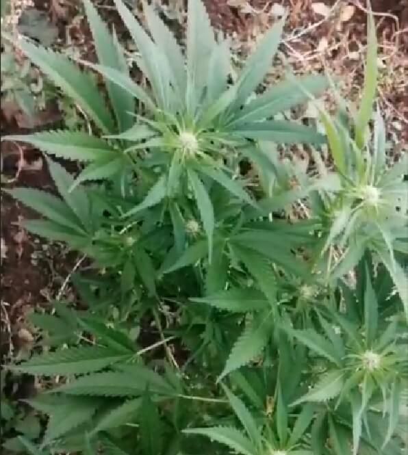 Marihuana w domu