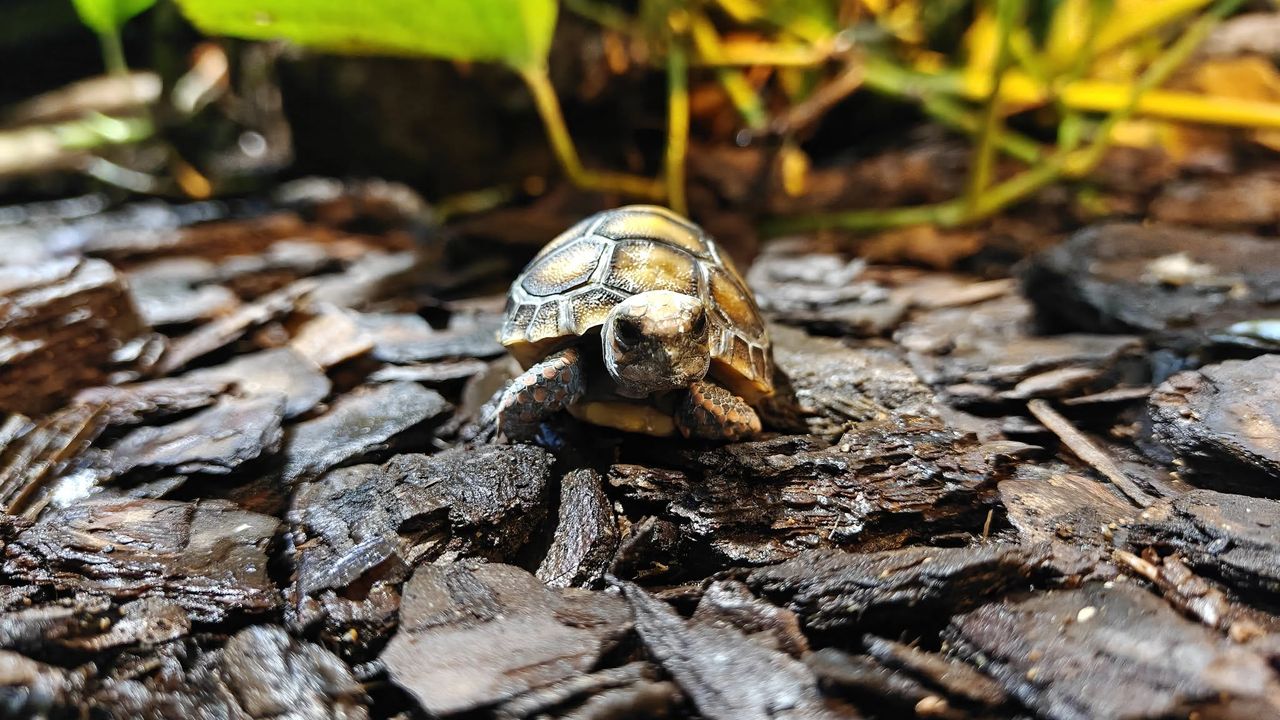 Narodziny w ZOO Płock! Na świat przyszedł mały żółw żabuti czarny – poznajcie Naparstka