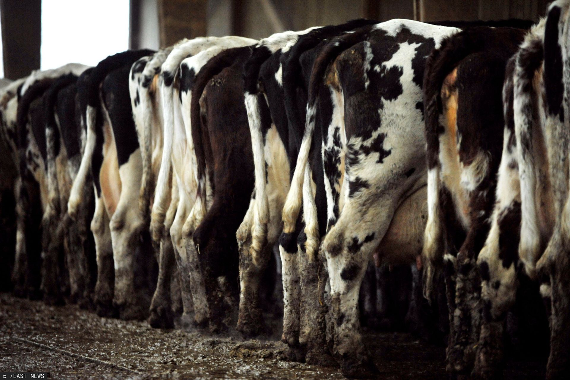 Boją się fermy bydła. Inwestor mówi o manipulowaniu informacjami