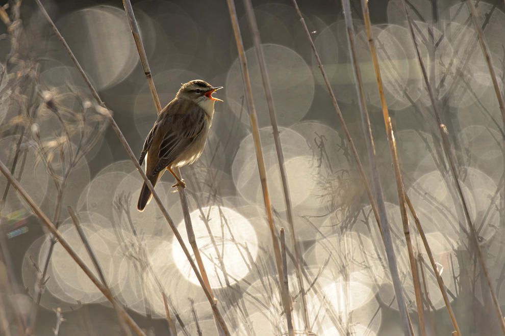 Konkurs fotograficzny Bird Photographer of The Year 2016 nie tylko przyniesie korzyści fotografom, ale także organizatorom, a w efekcie samym ptakom. Pomysłodawcą i organizatorem jest założony w 1932 roku Brytyjski Fundusz Ornitologiczny, którego celem są badania poświęcone ptakom na Wyspach Brytyjskich.