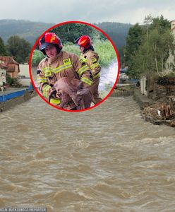 Poruszająca relacja. Dzikie zwierzęta same podchodzą do ludzi