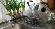 Jest w każdej kuchni. Bakterie rosną tam lepiej niż w laboratorium