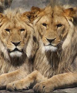 Ucieczka lwów w Chmielnickim. Jeden nadal na wolności