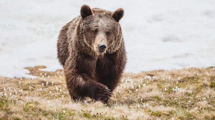 Jambolina po latach wykorzystywania przez ludzi wreszcie cieszy się wolnością
