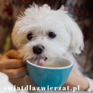 czy pies może pić kawę, kofeinę