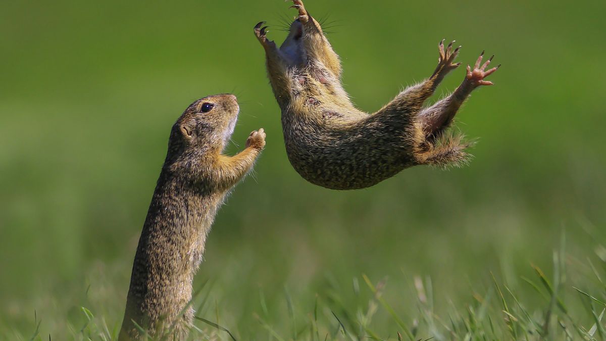 Najzabawniejsze zwierzaki roku 2021 już wybrane. Nie powstrzymasz uśmiechu! 1