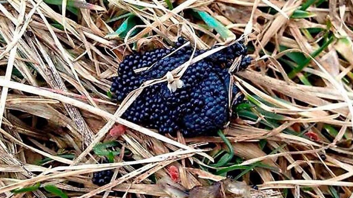 To zdjęcie jest fejkiem i wcale nie przedstawia jaj kleszcza