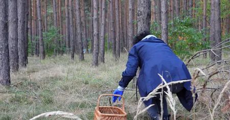 Wyjątkowy grzyb w polskim lesie. Grzybiarka pokazała nagranie