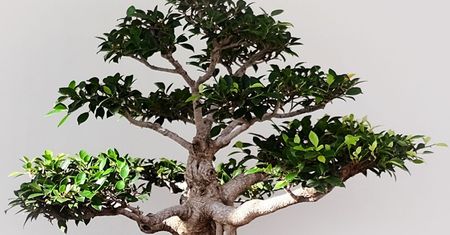Rośliny polecane na bonsai