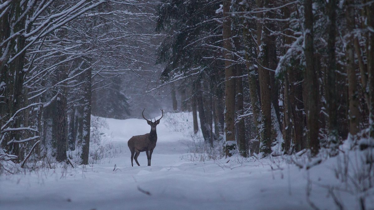 Zaczyna się ważny okres w życiu jeleni