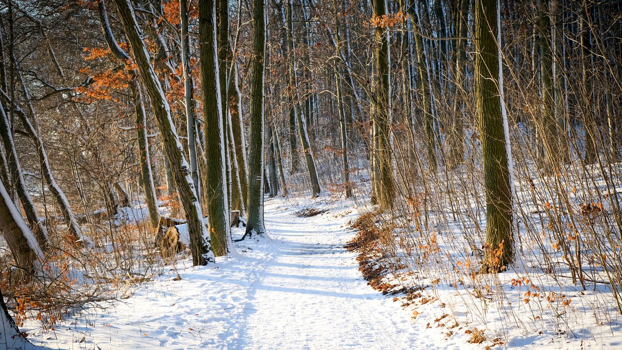 Głośne pohukiwanie w lasach i parkach. Co to oznacza?