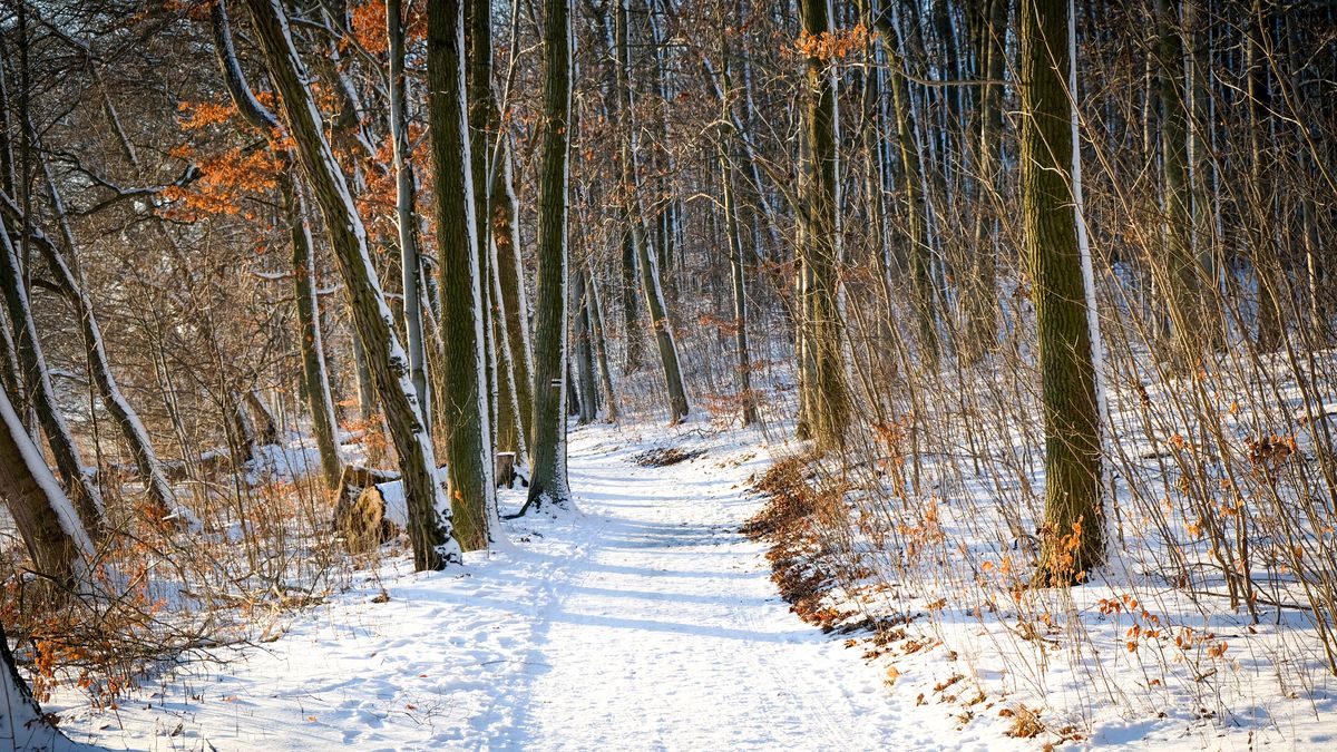 Zimą także przyjemnie wybrać się na spacer do lasu 