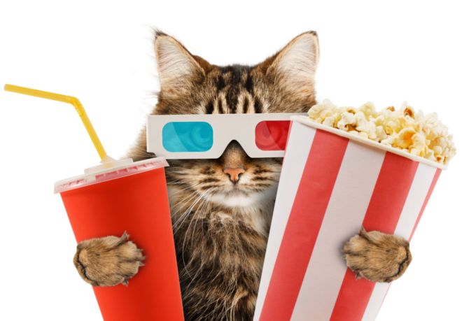 Oglądanie filmów z kotami poprawia humor. Sprawdź nasze propozycje