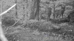 Wataha wilków w Bieszczadach. Nagranie z fotopułapki