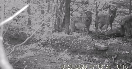 Wataha wilków w Bieszczadach. Nagranie z fotopułapki
