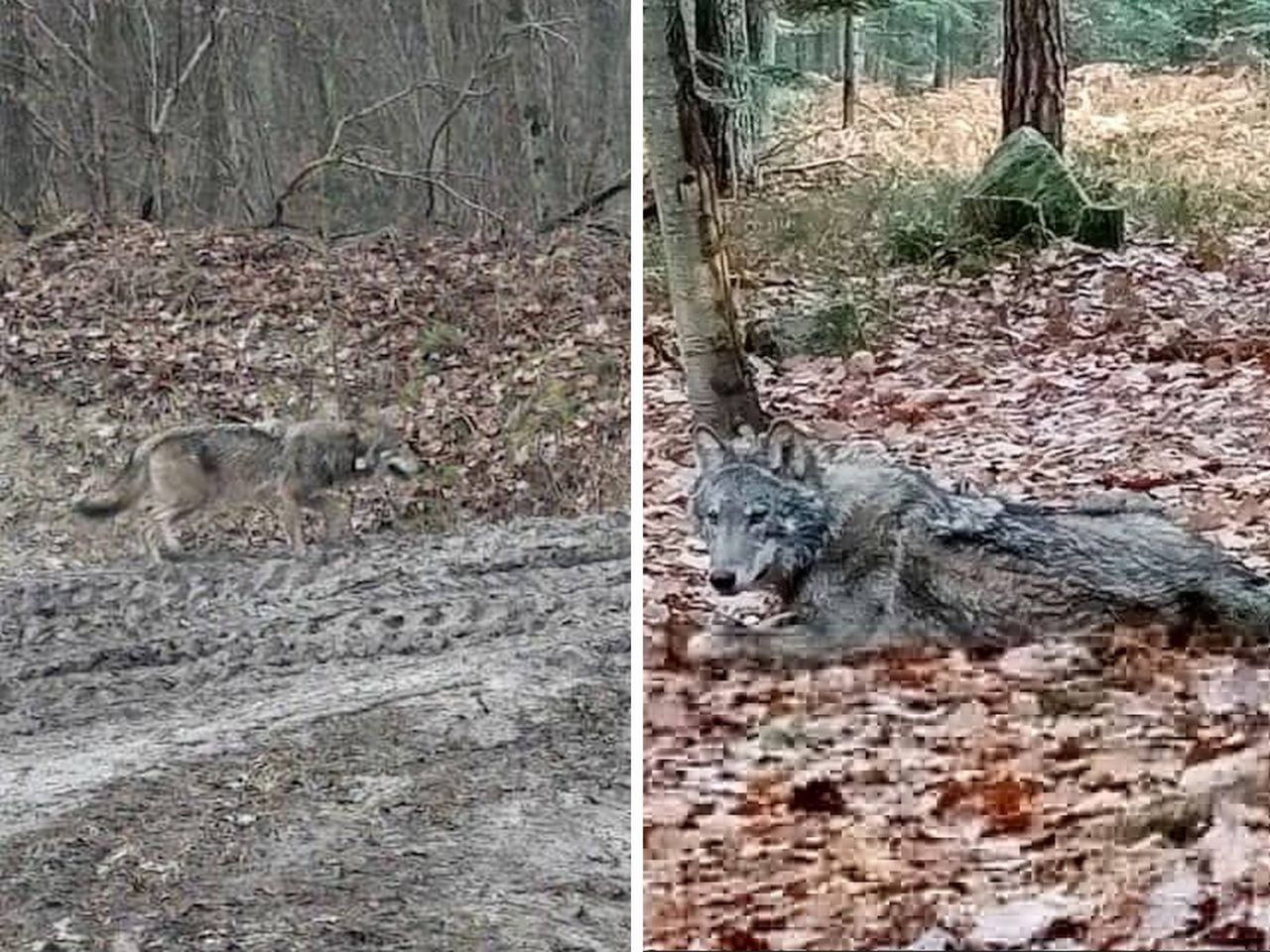 Od roku wilk z Puszczy Świętokrzyskiej szuka dla siebie miejsca