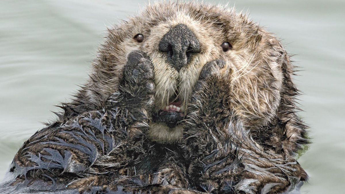 Comedy Wildlife Photography Awards 2019. Finaliści konkursu na najzabawniejsze zdjęcie zwierząt 1