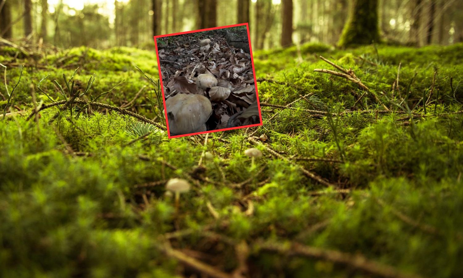 Pierwsze borowiki pojawiły się w bieszczadzkich lasach