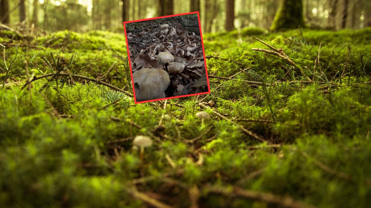 Pierwsze borowiki pojawiły się w bieszczadzkich lasach