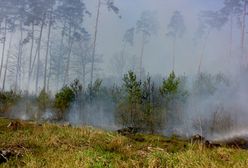 Pożar sosnowego młodnika