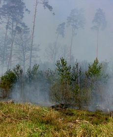 Pożar sosnowego młodnika