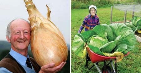 15 gigantycznych warzyw, które ciężko utrzymać w rękach. Spełnienie marzeń rolników!
