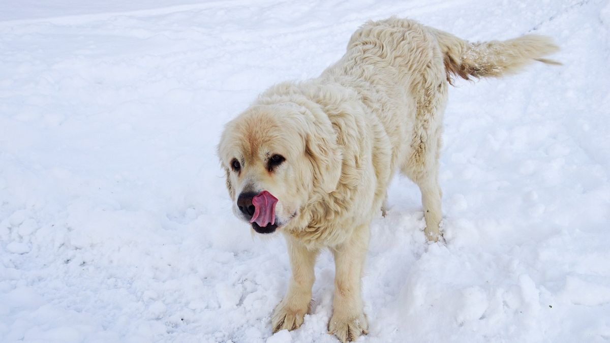 Koszmar listonoszki. Zdjęcie ilustracyjne. 
