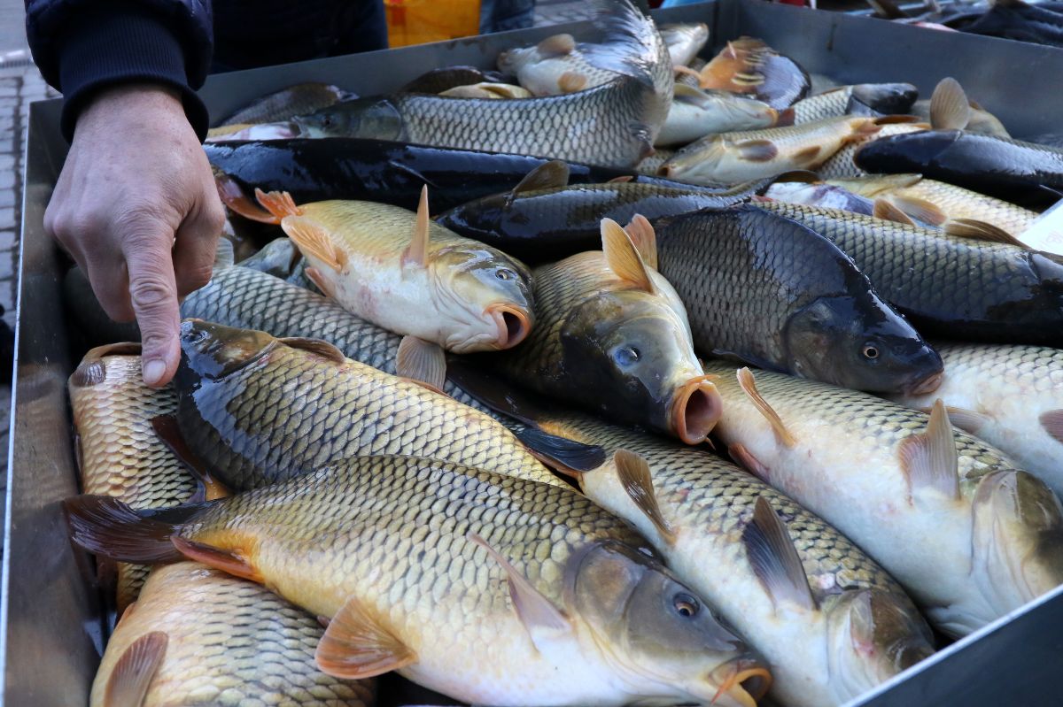 Karp już pojawił się na targowiskach. Jego cena przeraża