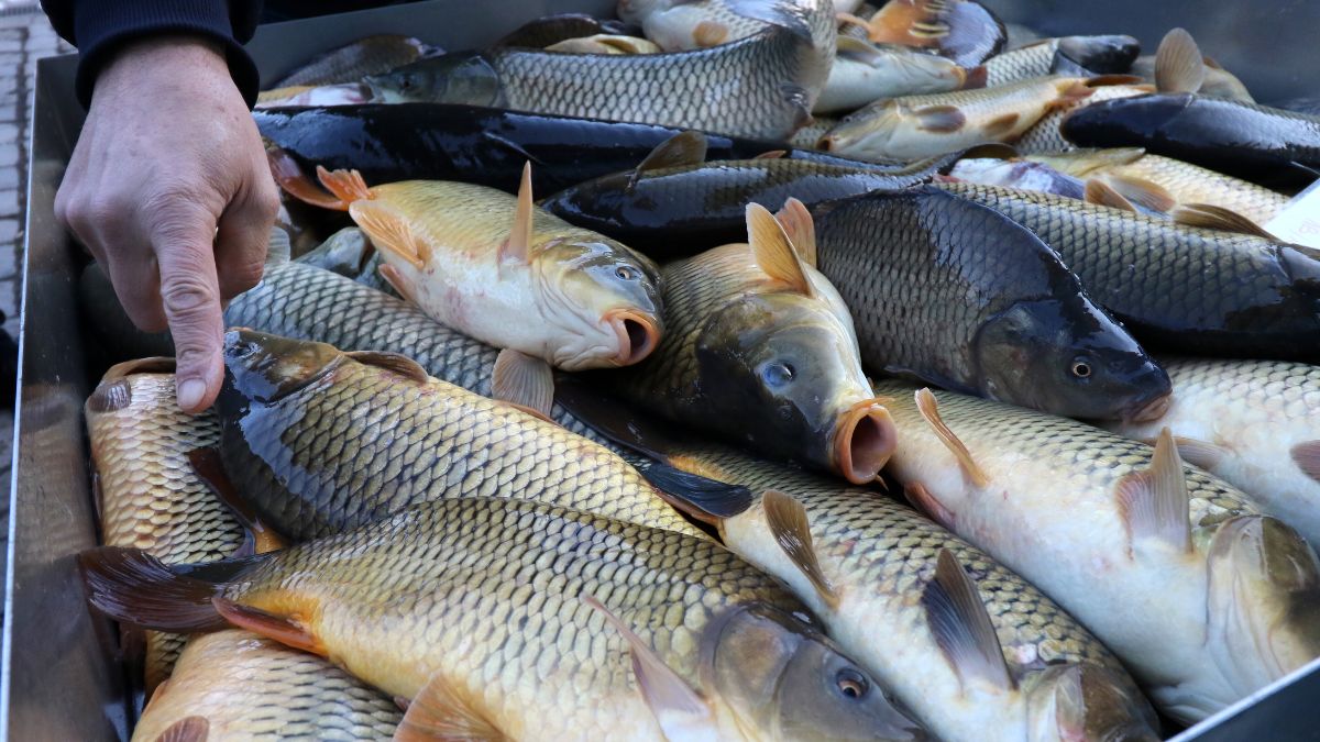Karp już pojawił się na targowiskach. Jego cena przeraża