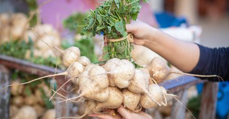 Jicama (kłębian kątowaty). Bulwa o niezwykłych właściwościach