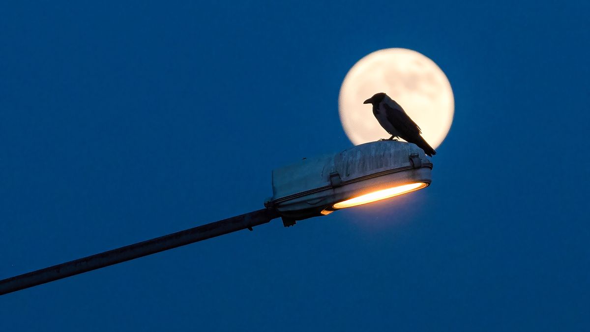 ISTANBUL, TURKEY - 2022/06/13: A crow perches on a street lamp with the full moon appearing in the sky in the background. (Photo by Onur Dogman/SOPA Images/LightRocket via Getty Images)