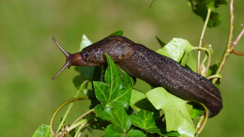 Ślimaki są jednymi z najgorszych ogrodowych szkodników