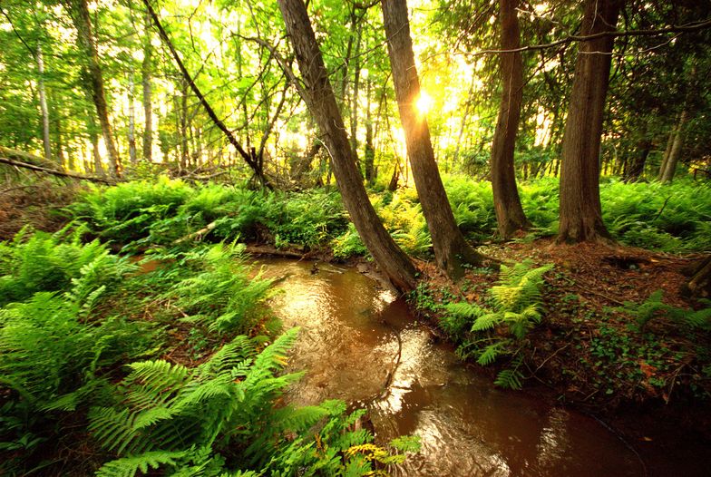 Nowelizacja ustawy o lasach. Lasy Państwowe będą miały prawo pierwokupu prywatnych gruntów