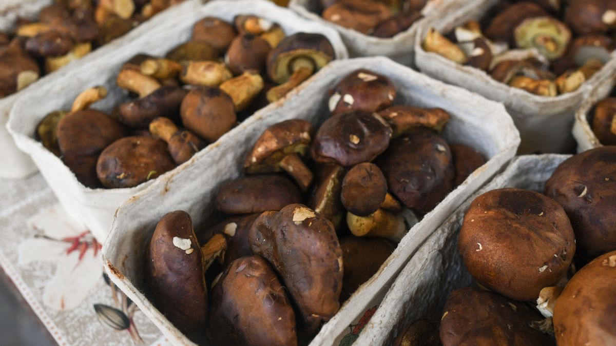 Mushroom Season In Poland
A local mushrooms seller with baskets full of Bay bolete (Imleria badia) mushrooms seen on a Green Market in Rzeszow. 
In Poland, autumn is for mushrooms, and each year, from September to November, mushroom picking becomes a national hobby.
Extremely abundant mushroom outbreak this year caused that Podkarpackie forests have been visited by mushroom pickers from Romania in recent weeks.
On Wednesday, October 30, 2019, in Rzeszow, Poland. (Photo by Artur Widak/NurPhoto via Getty Images)
NurPhoto
idsok, bay bolete, eu, editorial, experiance, imleria badia, multi coloured, picking, rzeszow - poland, sales, salesperson, south of poland, activity, daily life, days, dried mushrooms, green market, heatwave, hobby, local