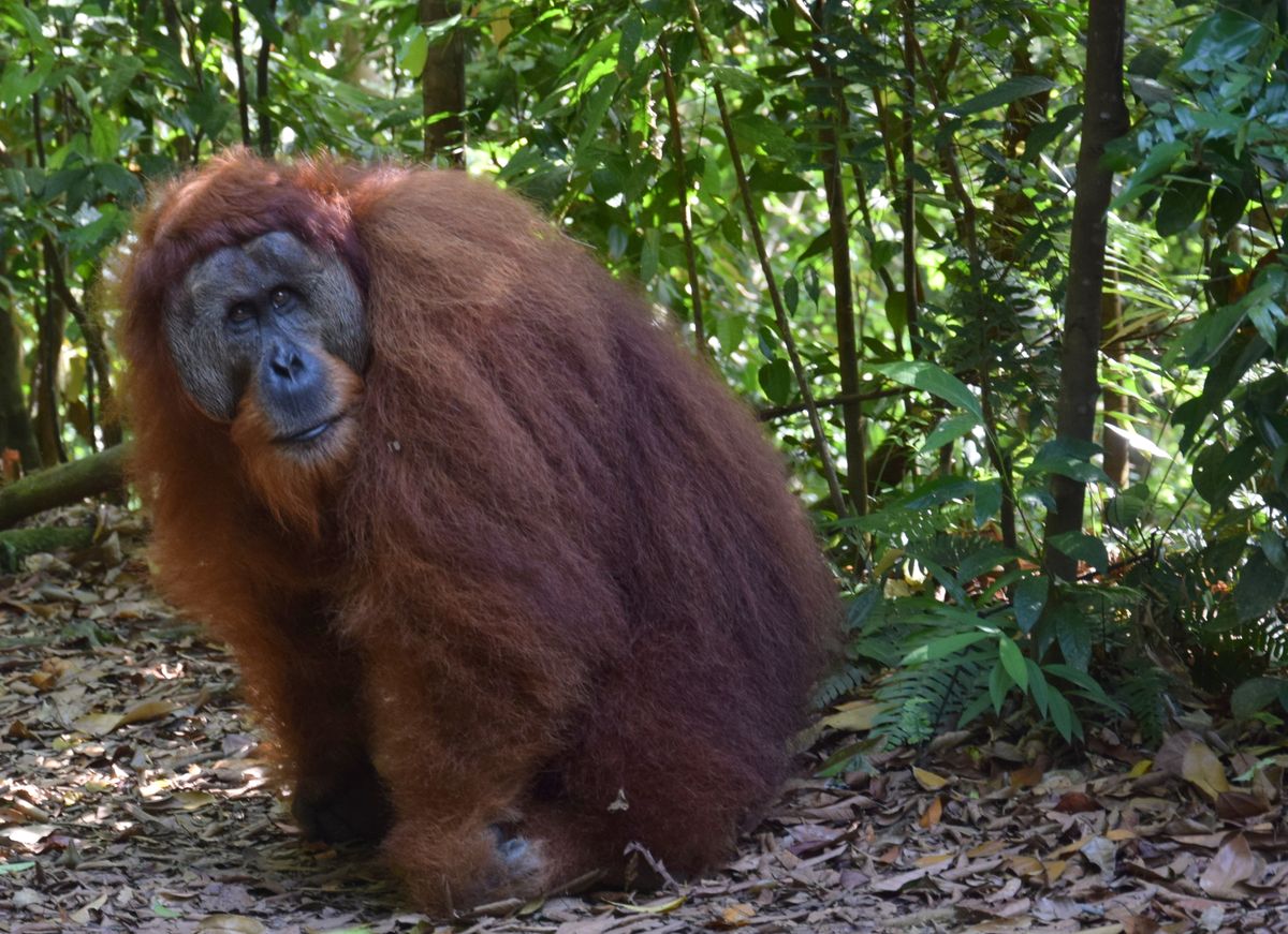 Niezwykłe orangutany z Sumatry. "Samozwańczy przewodnicy zakłócili ich rozwój"