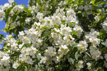 Posadź zamiast hortensji. Pięknie kwitną i są łatwe w uprawie