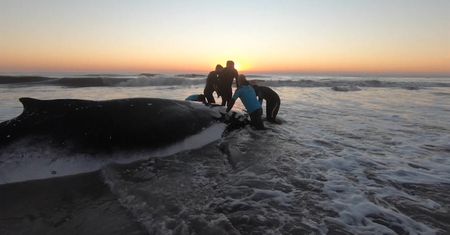 Dwa humbaki w krótkim czasie na jednej plaży. Pierwsza taka sytuacja w Argentynie