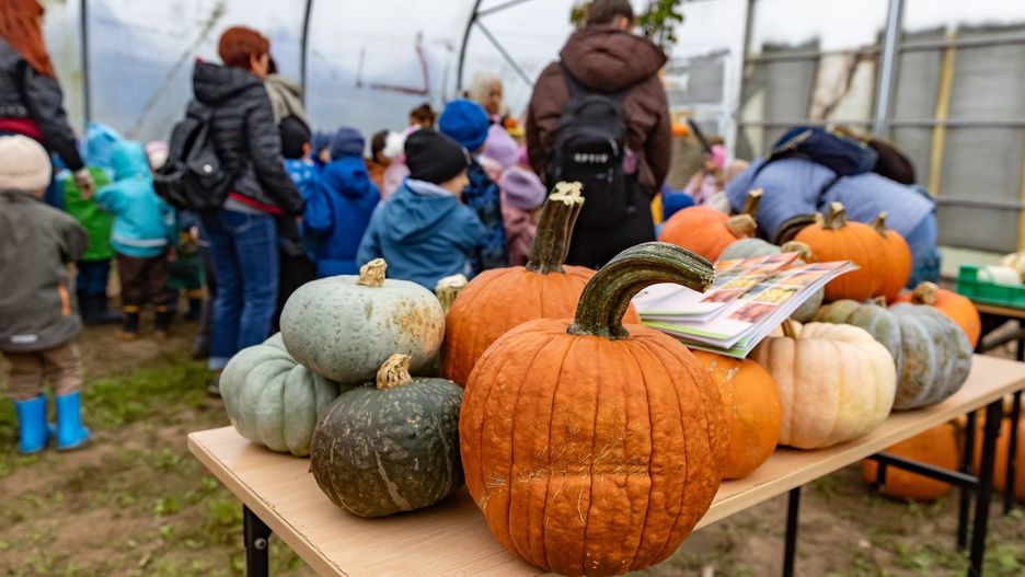 Festiwal Dyni w stacji doświadczalnej Uniwersytetu Rolniczego w Krakowie zorganizowano po raz trzeci