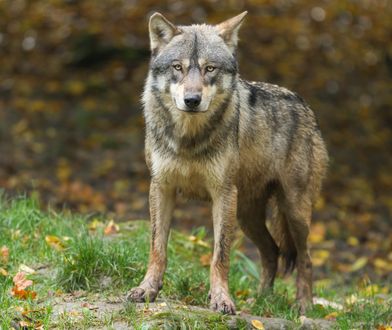 Ostrzeżenie przed wilkami. Pojawiły się w kolejnej polskiej gminie