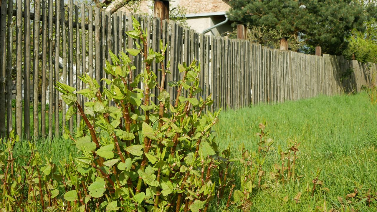 Japanese knotweed is banned in Poland.