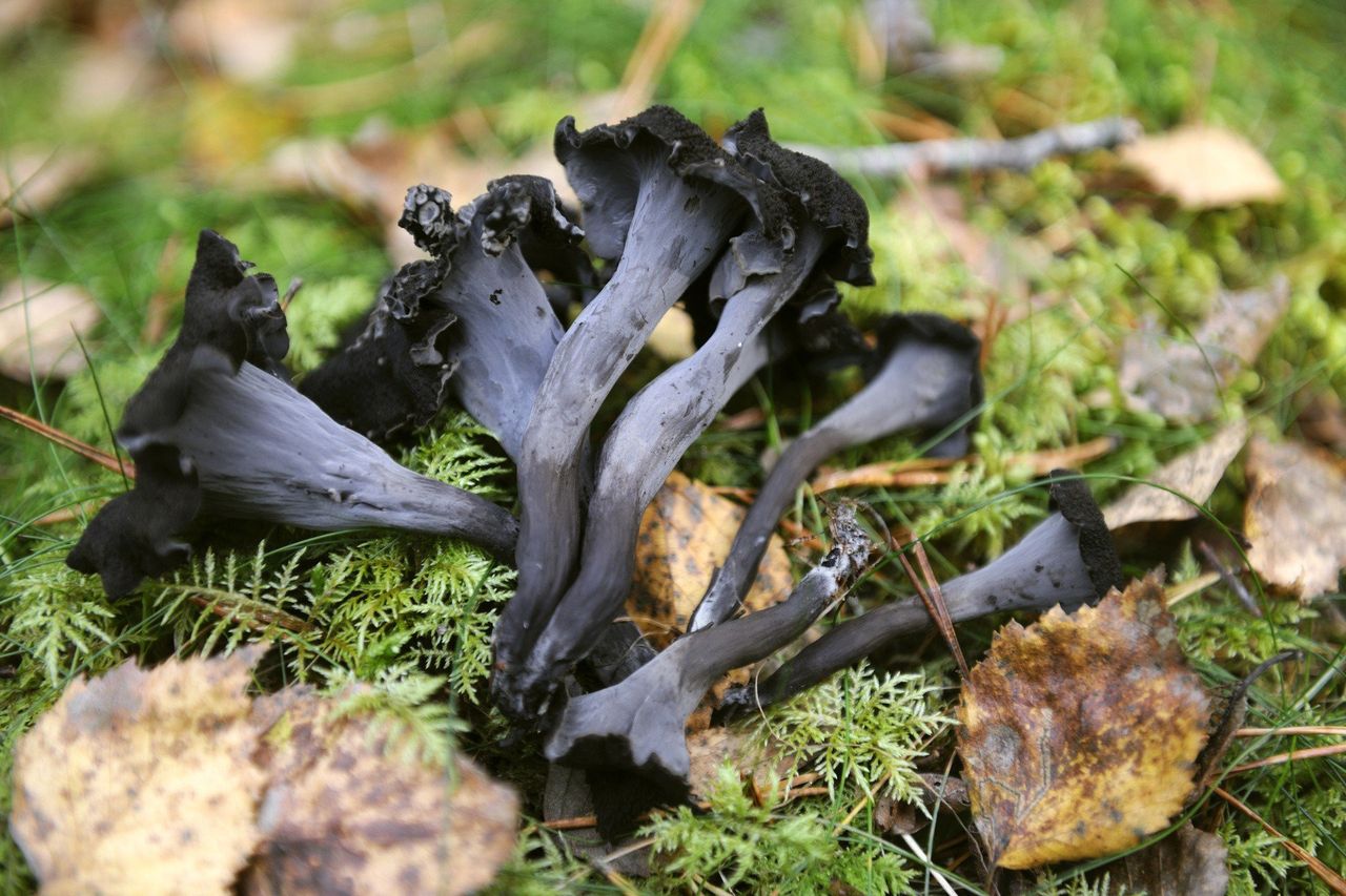 Wyglądają jak z horroru, ale są pyszne! Dziwne, jadalne grzyby z polskich lasów